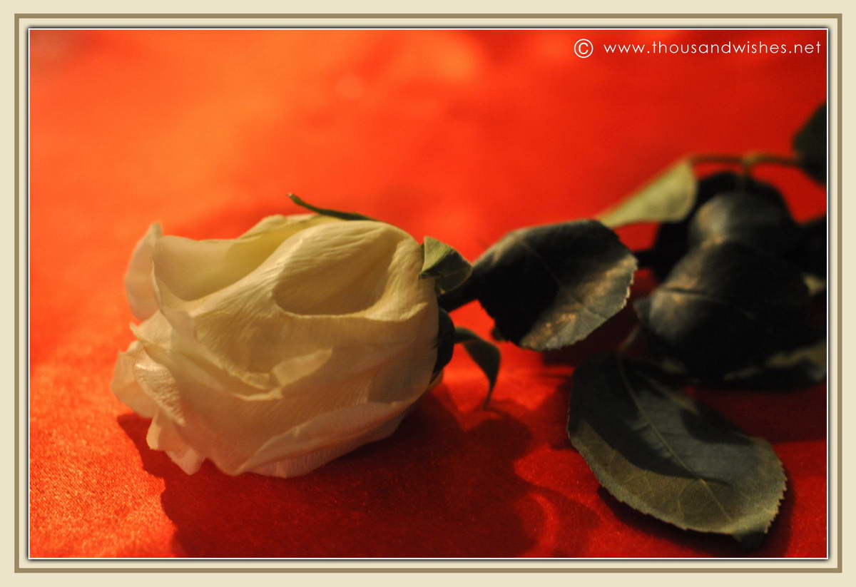 24_white_rose