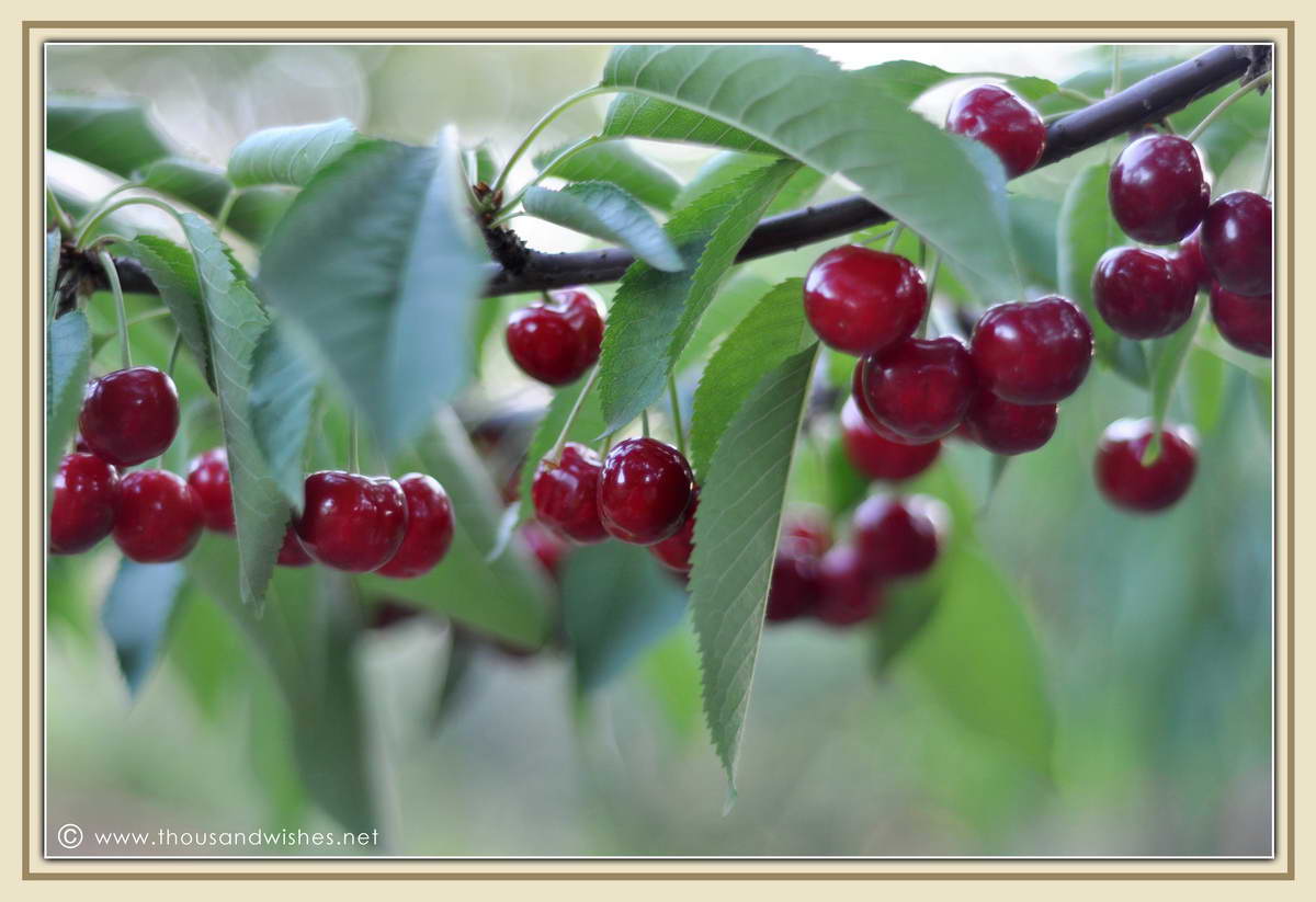 09_cherry_tree