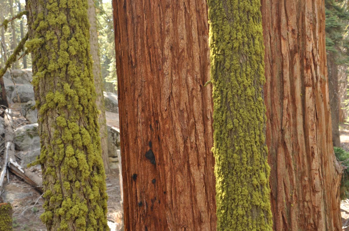32_sequoia_usa_road_trip_california